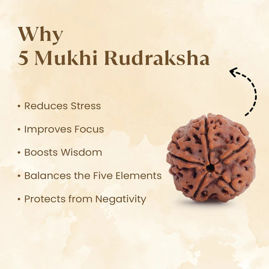 Nepal Origin 5 Mukhi Rudraksha - 18mm - 22mm