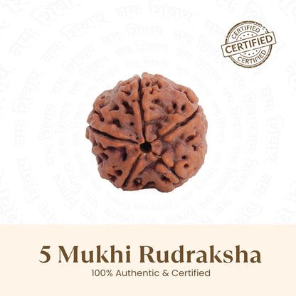 Nepal Origin 5 Mukhi Rudraksha - 18mm - 22mm